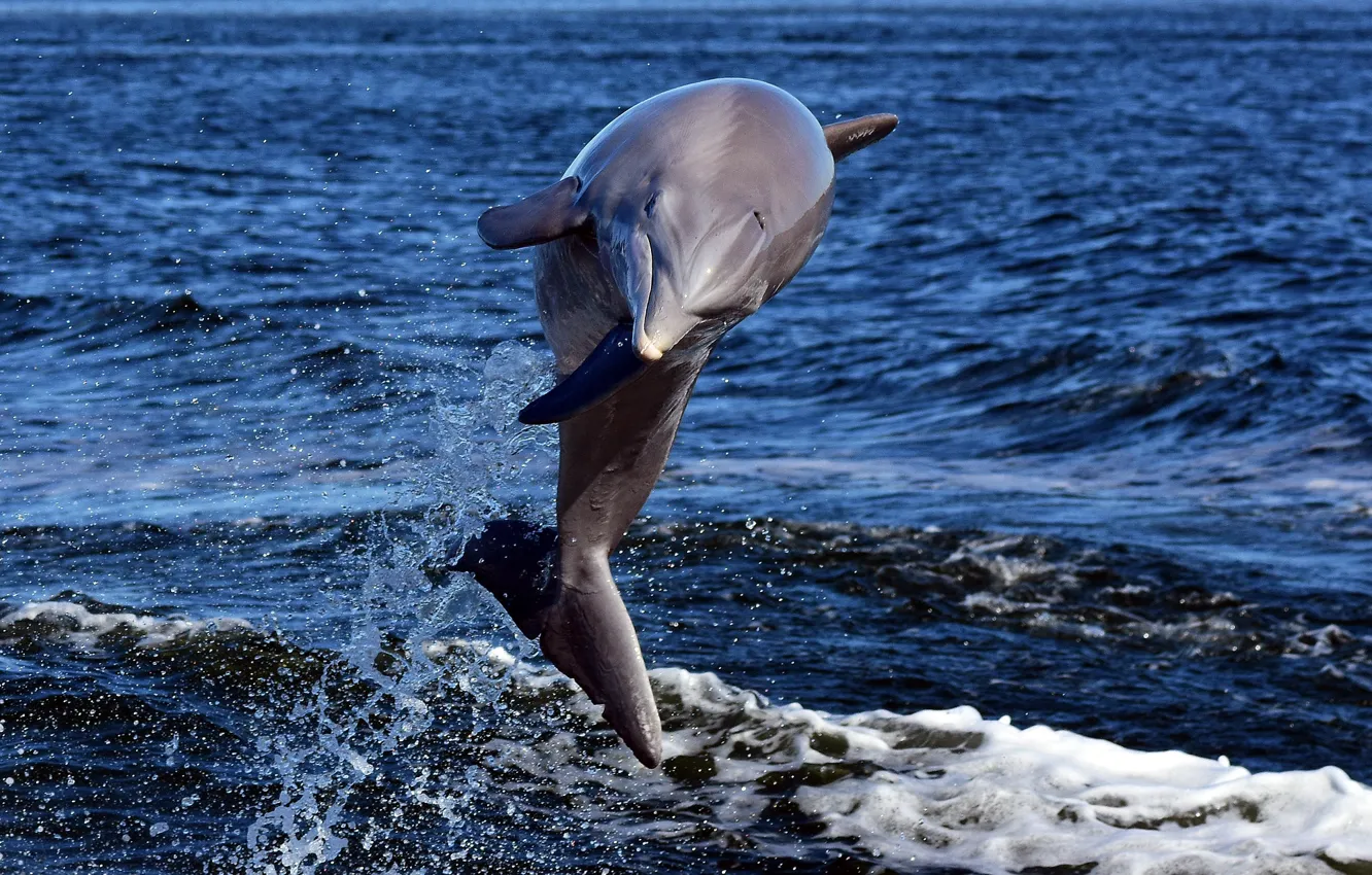 Фото обои море, дельфин, прыжок