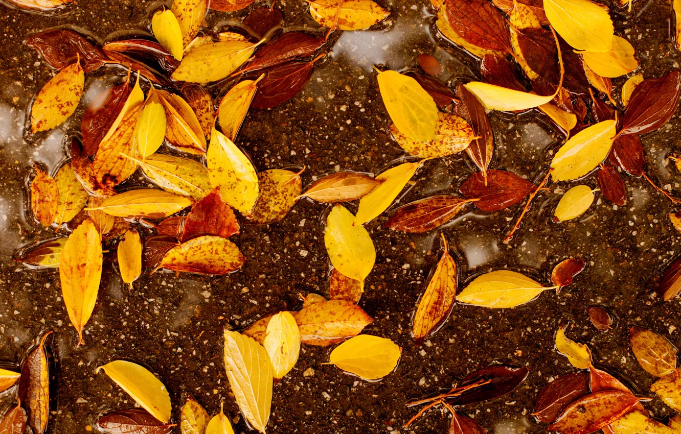 Фото обои осень, листья, colorful, autumn, leaves, осенние