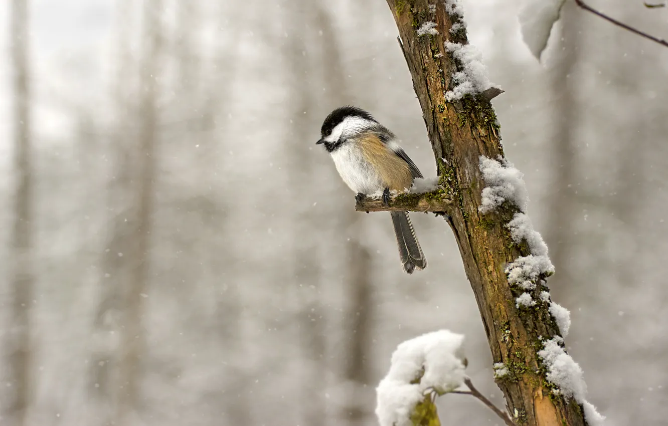 Фото обои лес, снег, птица, ветка, дикая природа, синица