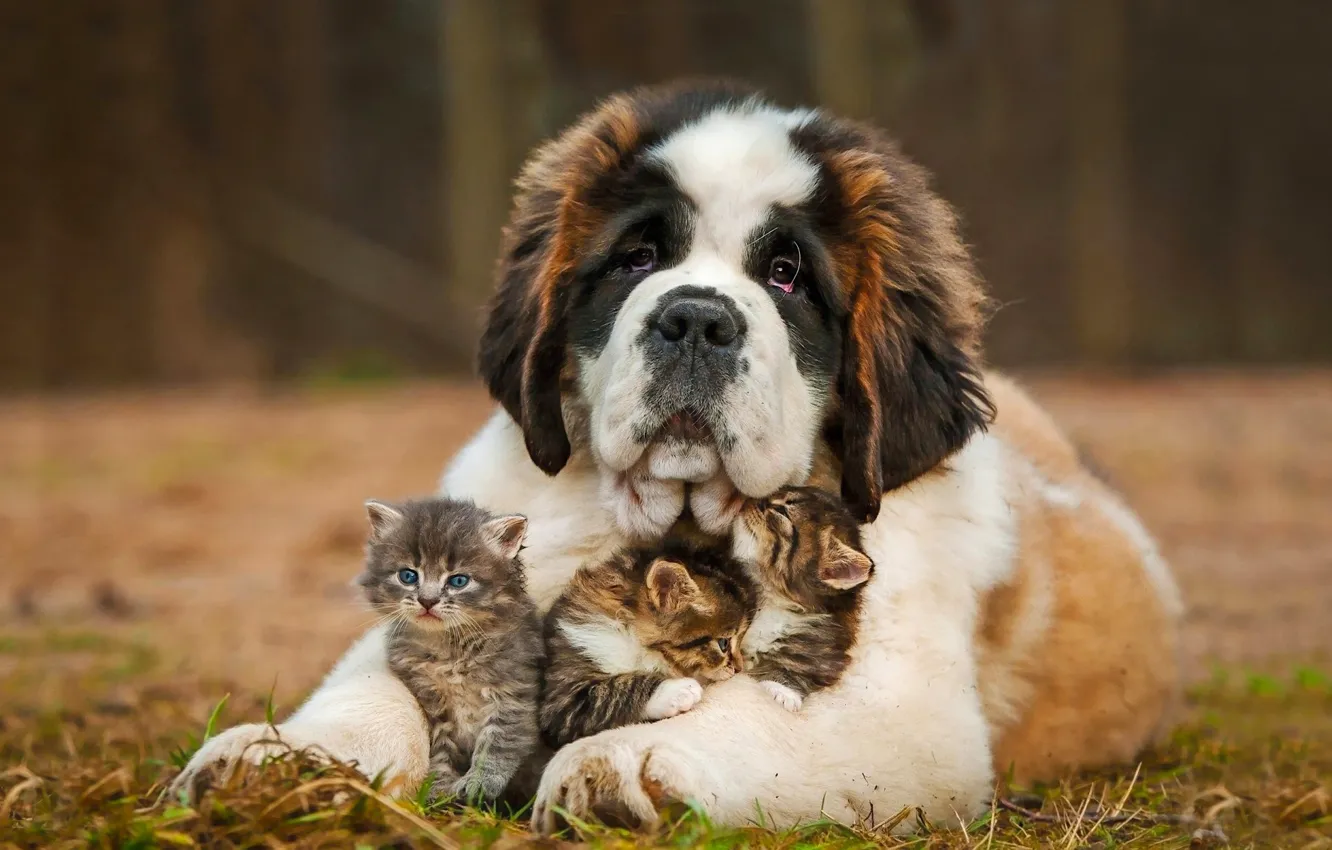 Фото обои собака, котята, сенбернар, нянька