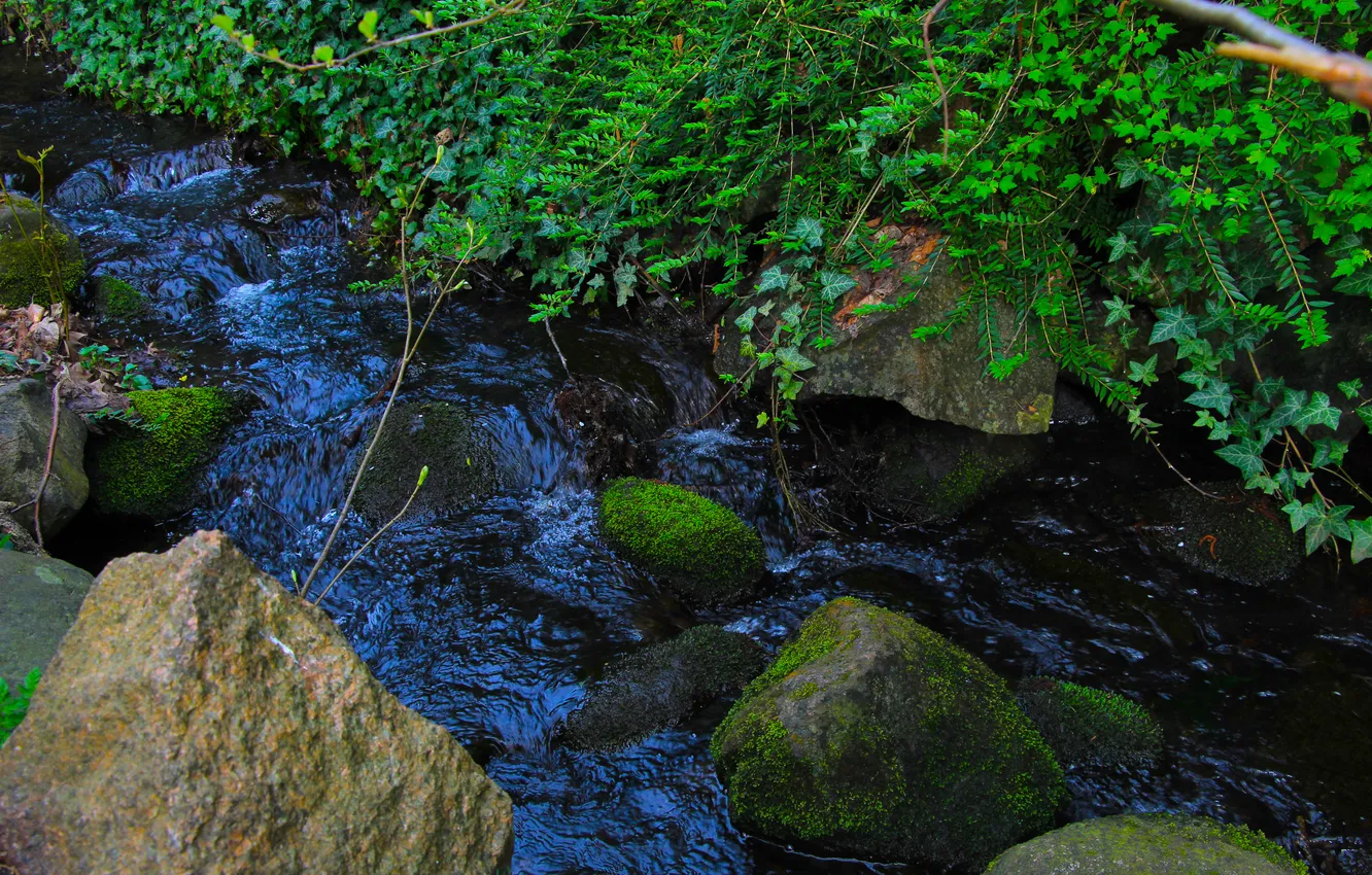 Фото обои river, water, brook, park, plant