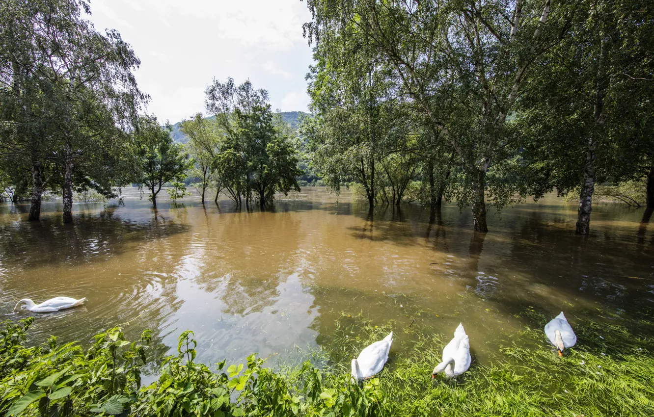 Фото обои деревья, река, Германия, лебеди, Mosel