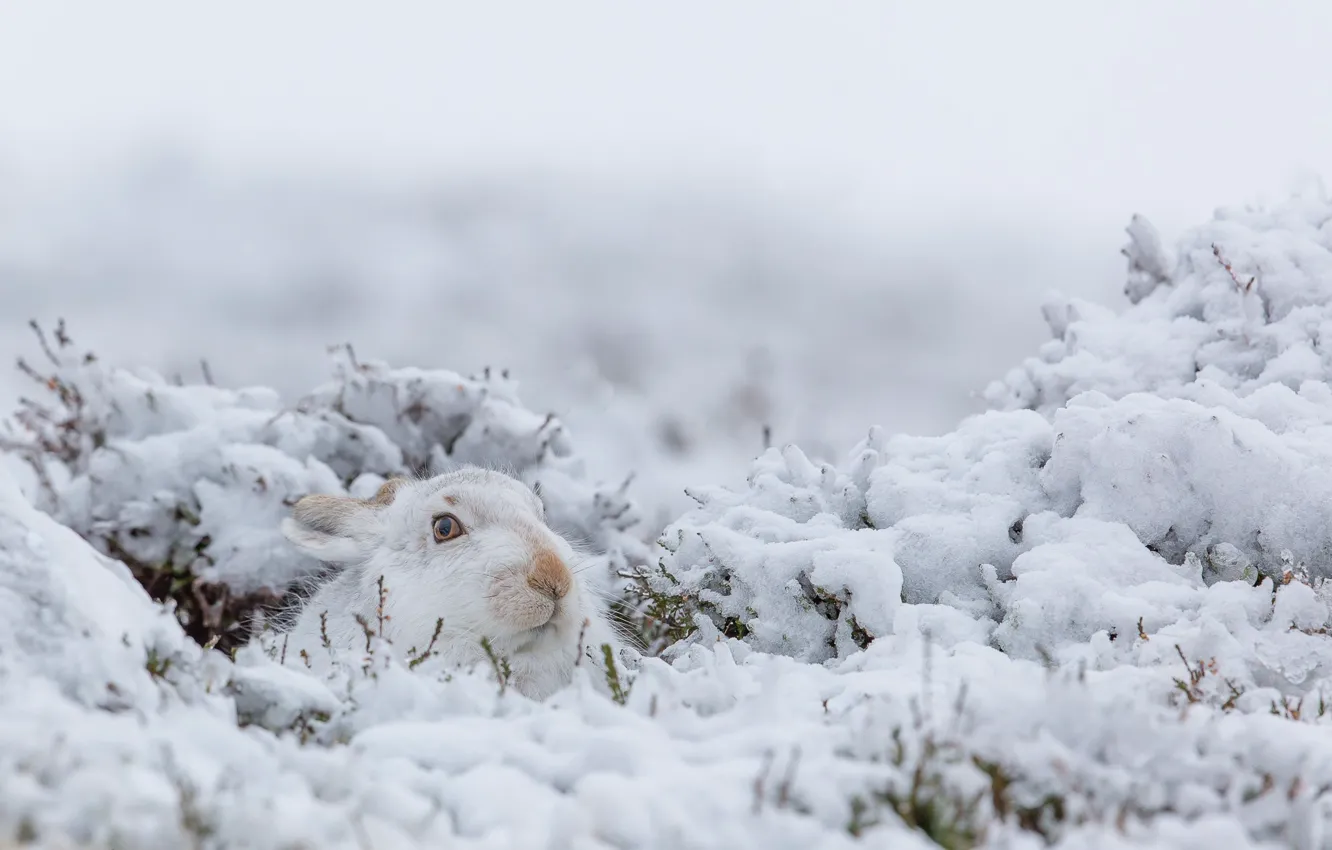 Фото обои зима, снег, природа, кролик
