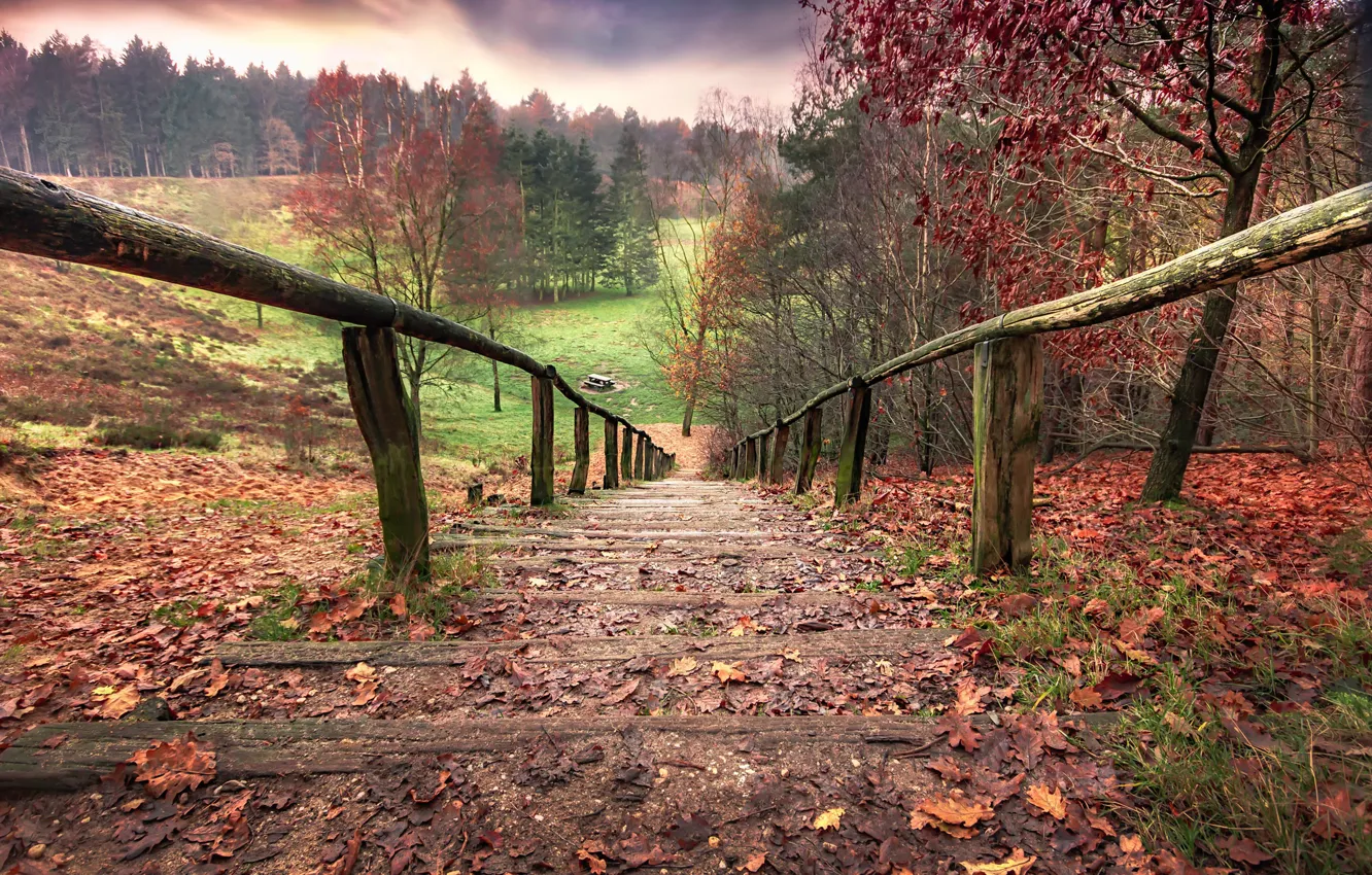 Фото обои осень, природа, лестница