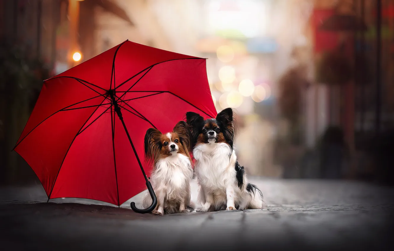 Фото обои зонт, парочка, две собаки, Папийон