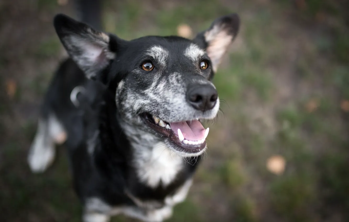 Фото обои взгляд, друг, собака