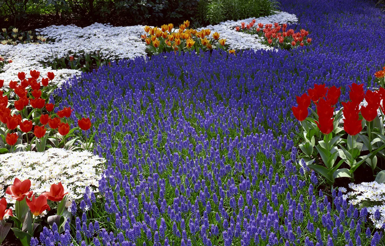 Фото обои цветы, весна, тюльпаны, нарциссы, dual screen