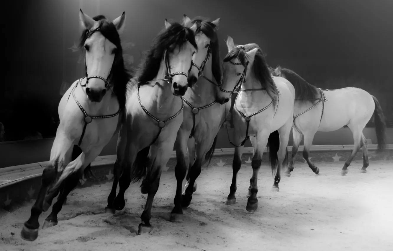 Фото обои фон, кони, лошади, цИрк