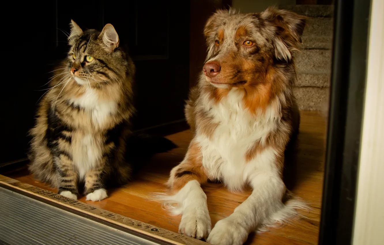 Фото обои кошка, собака, Австралийская овчарка