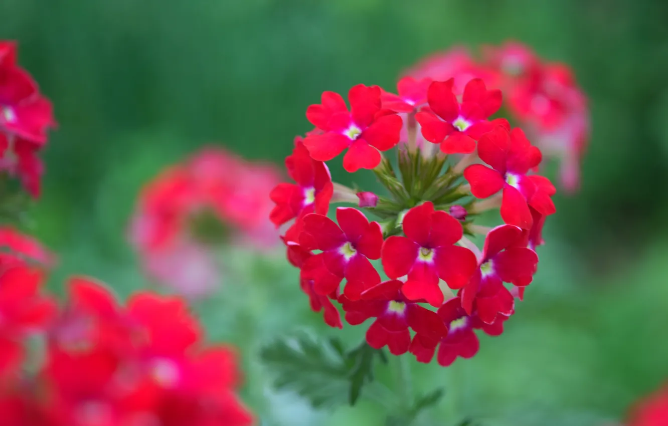 Фото обои лето, цветы, красный, красный цветок, широкофоорматные