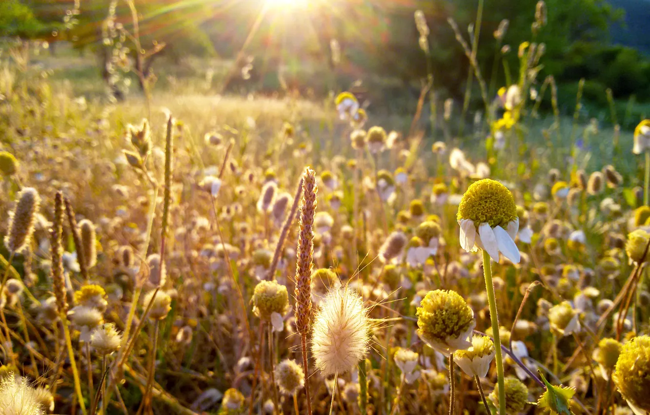 Фото обои Grass, macro, Greece, rays of sun, Last rays, margaritas