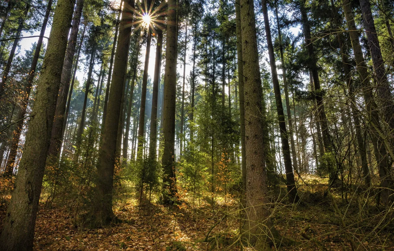 Фото обои лес, солнце, лучи, сосны