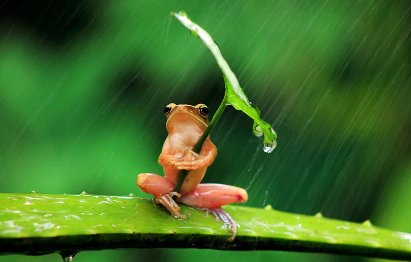 Фото обои фон, дождь, листок, лягушка