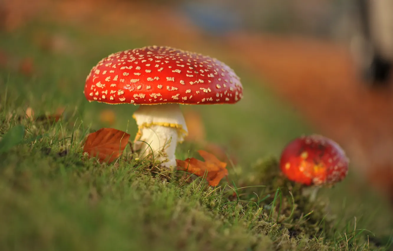 Фото обои осень, макро, грибы, мухоморы