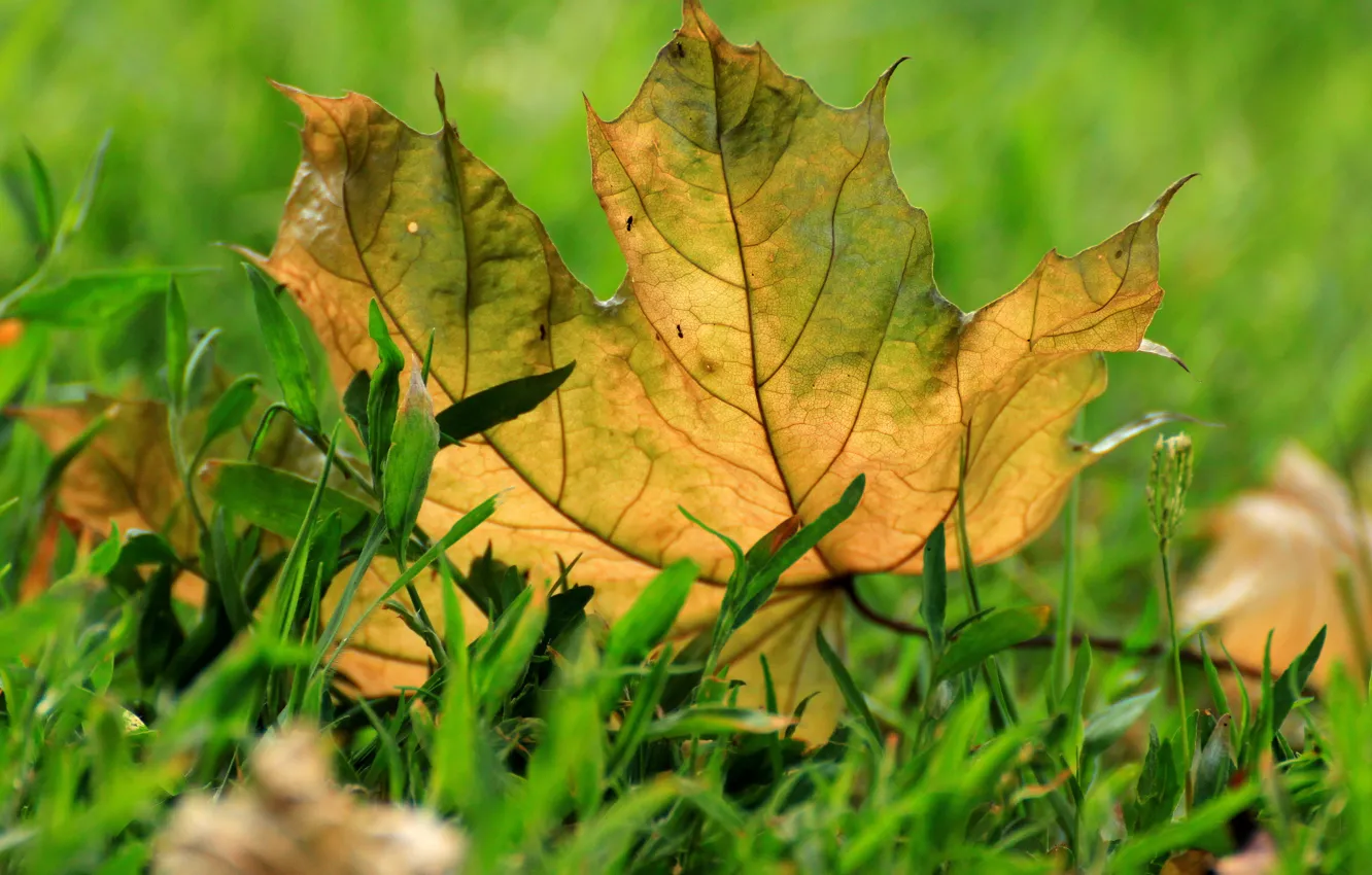 Фото обои осень, трава, макро, лист