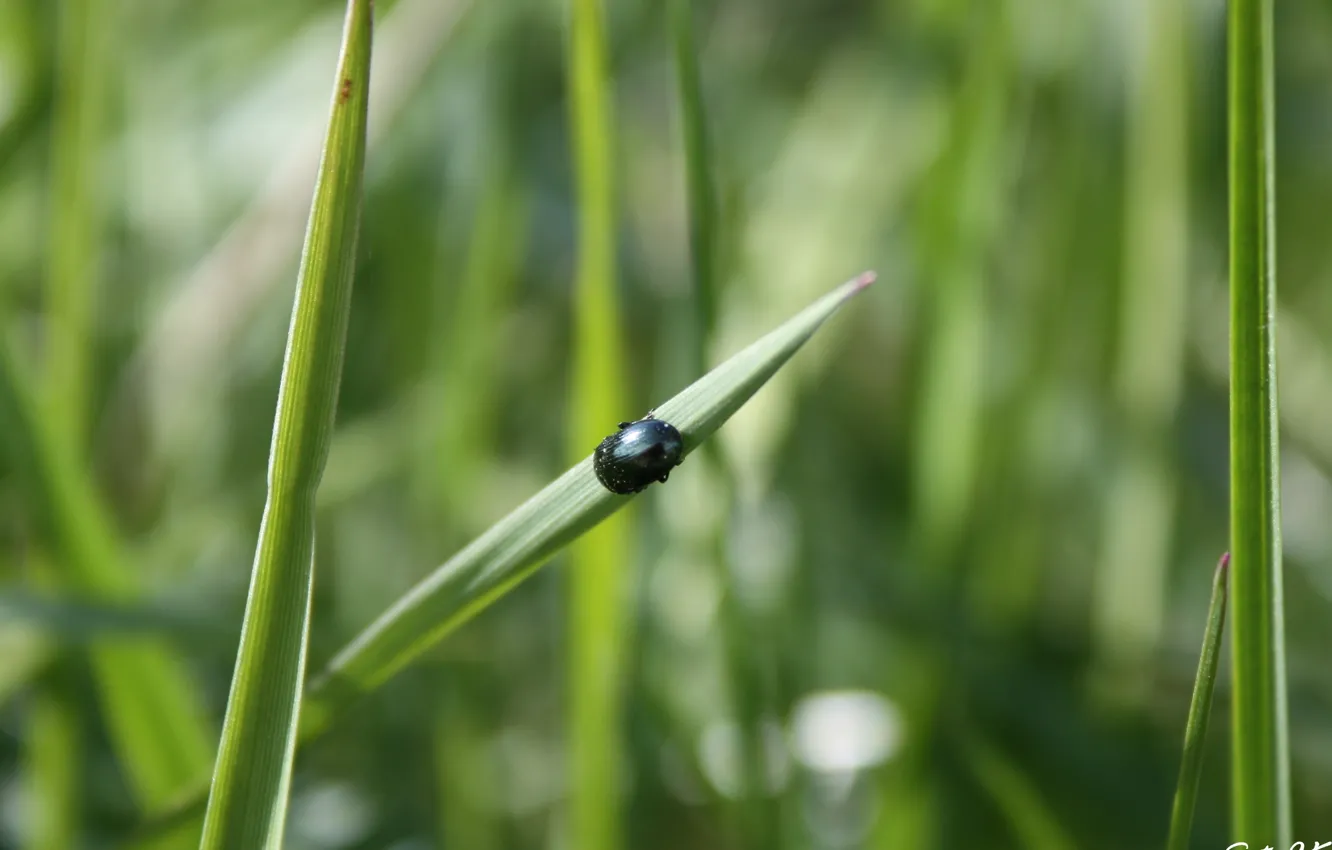 Фото обои зелень, трава, макро, жук, насекомое