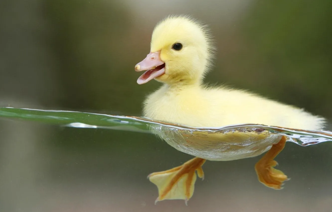 Фото обои water, birds, duck, wildlife