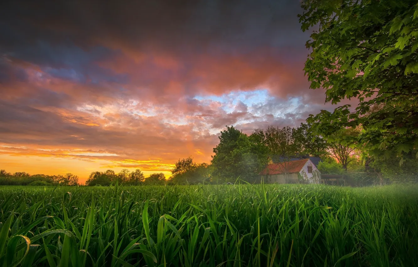 Фото обои поле, небо, трава, закат, дом, кукуруза