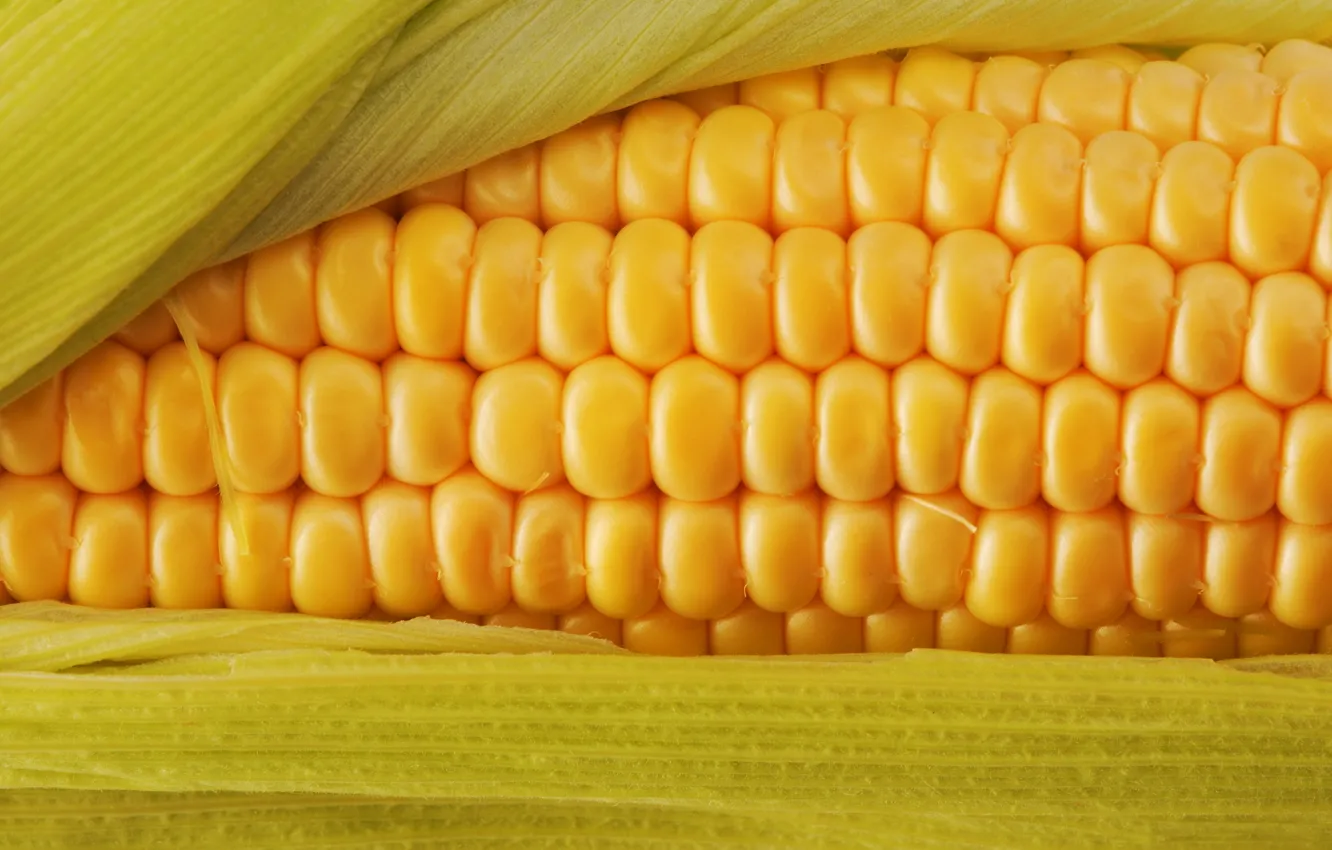 Фото обои макро, желтый, цвет, еда, кукуруза, пища, вкусно, corn