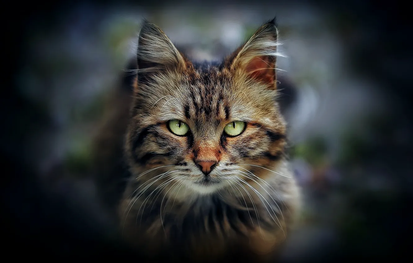 Фото обои кот, взгляд, портрет, мордочка, зелёные глаза, котейка