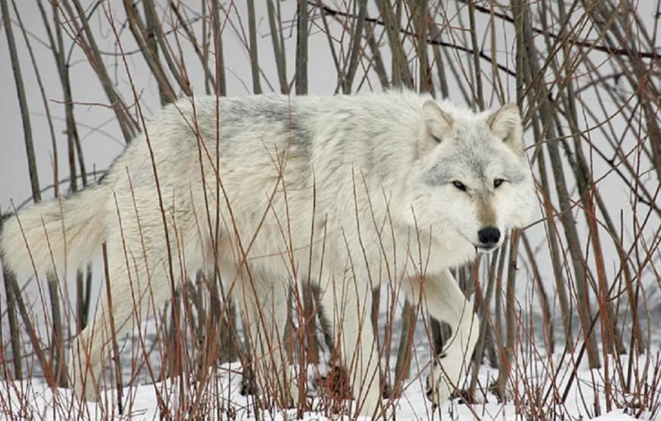 Фото обои nature, predator, animal, wolf, wildlife, portrait, portrait., Canis lupus. face