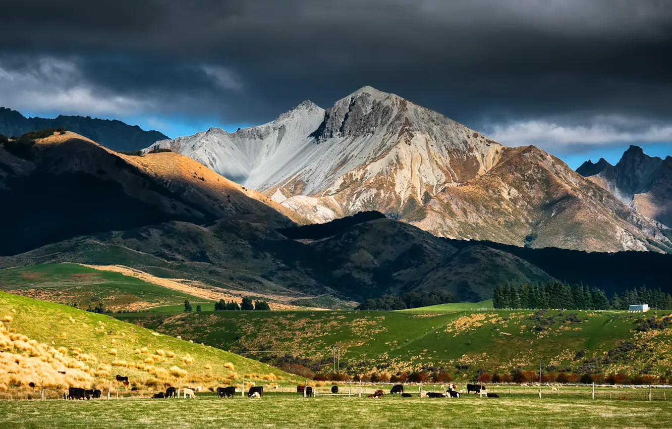 Фото обои небо, горы, тучи, коровы, пастбище, новая зеландия, скот, стадо