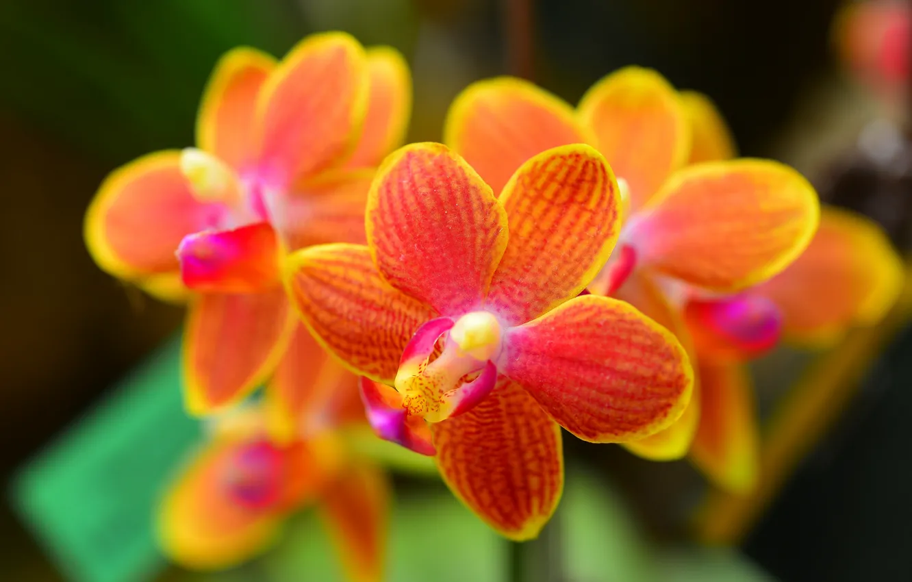 Фото обои макро, природа, растение, лепестки, орхидея
