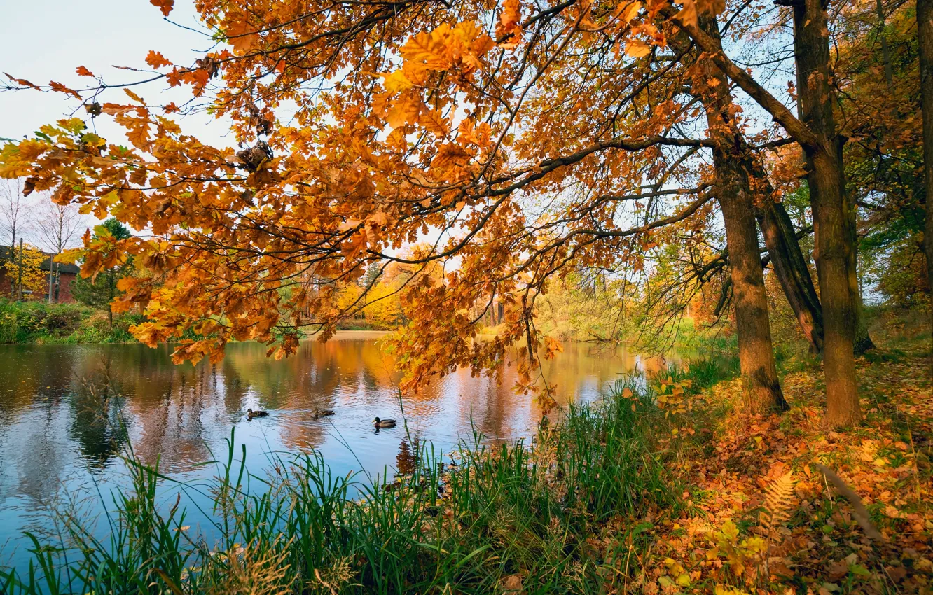 Фото обои осень, листья, деревья, пруд, парк, colorful, nature, park