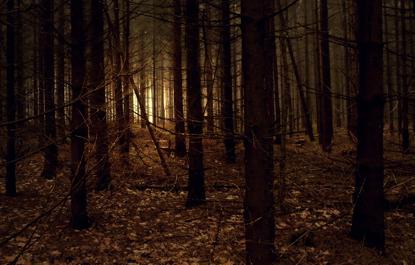 Фото обои лес, свет, ветки, природа, мрак