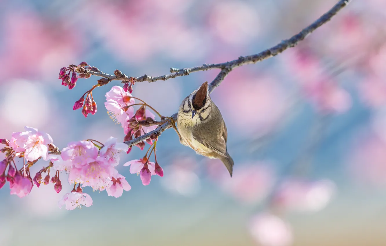 Фото обои природа, птица, ветка, весна, цветение, цветки, боке, буроголовая юхина