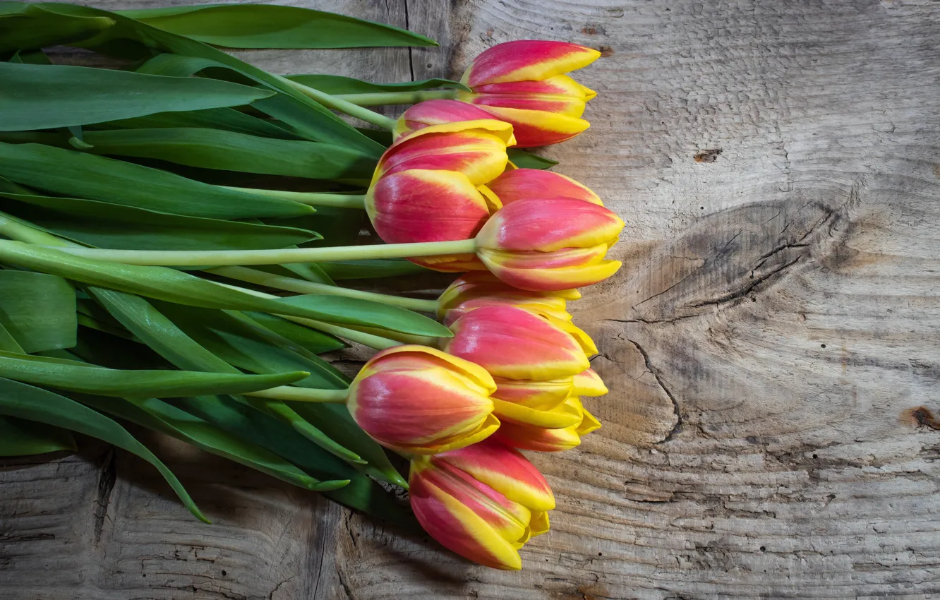 Фото обои цветы, букет, весна, тюльпаны, природы