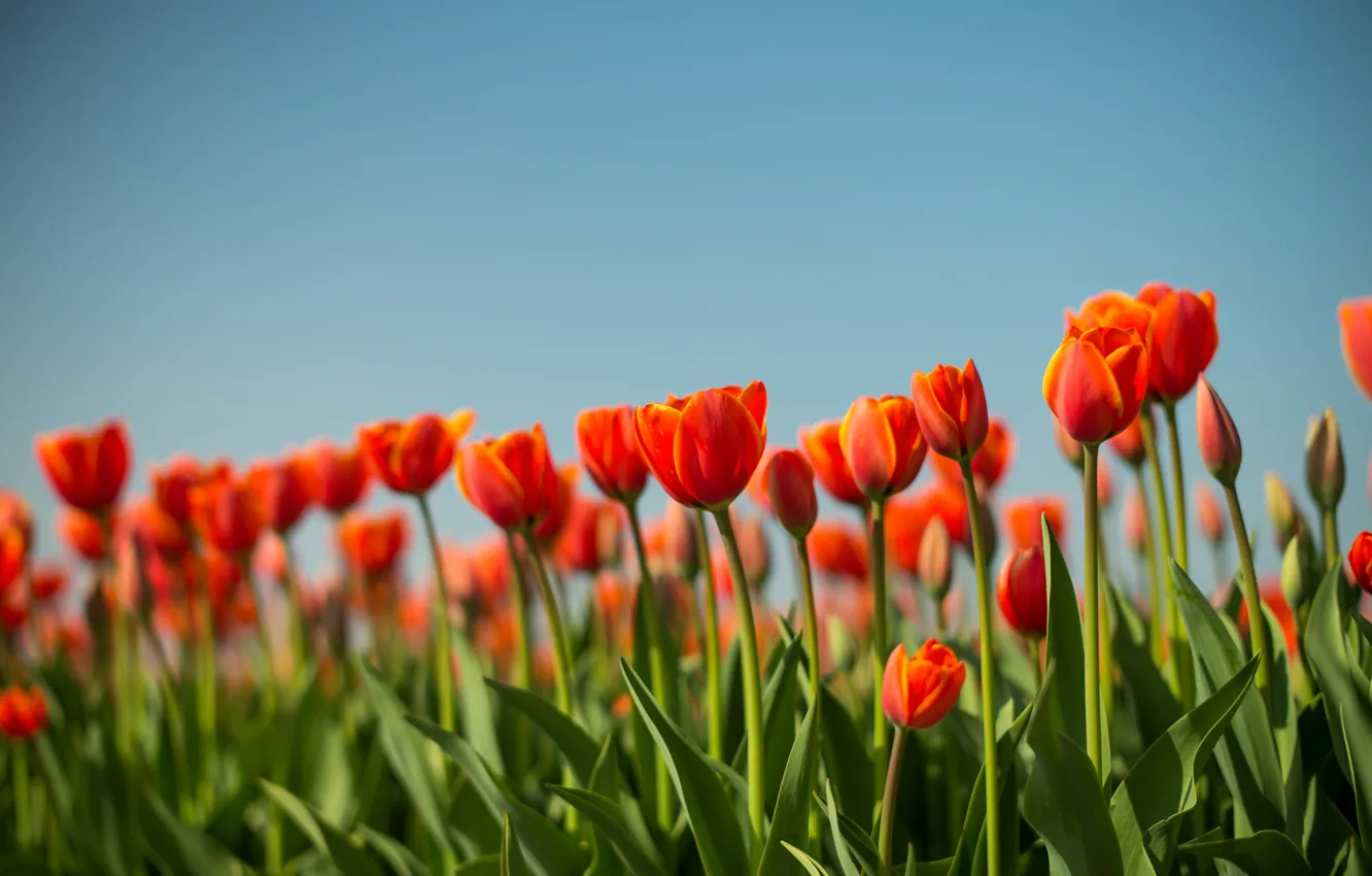 Фото обои поле, весна, луг, тюльпаны, Нидерланды