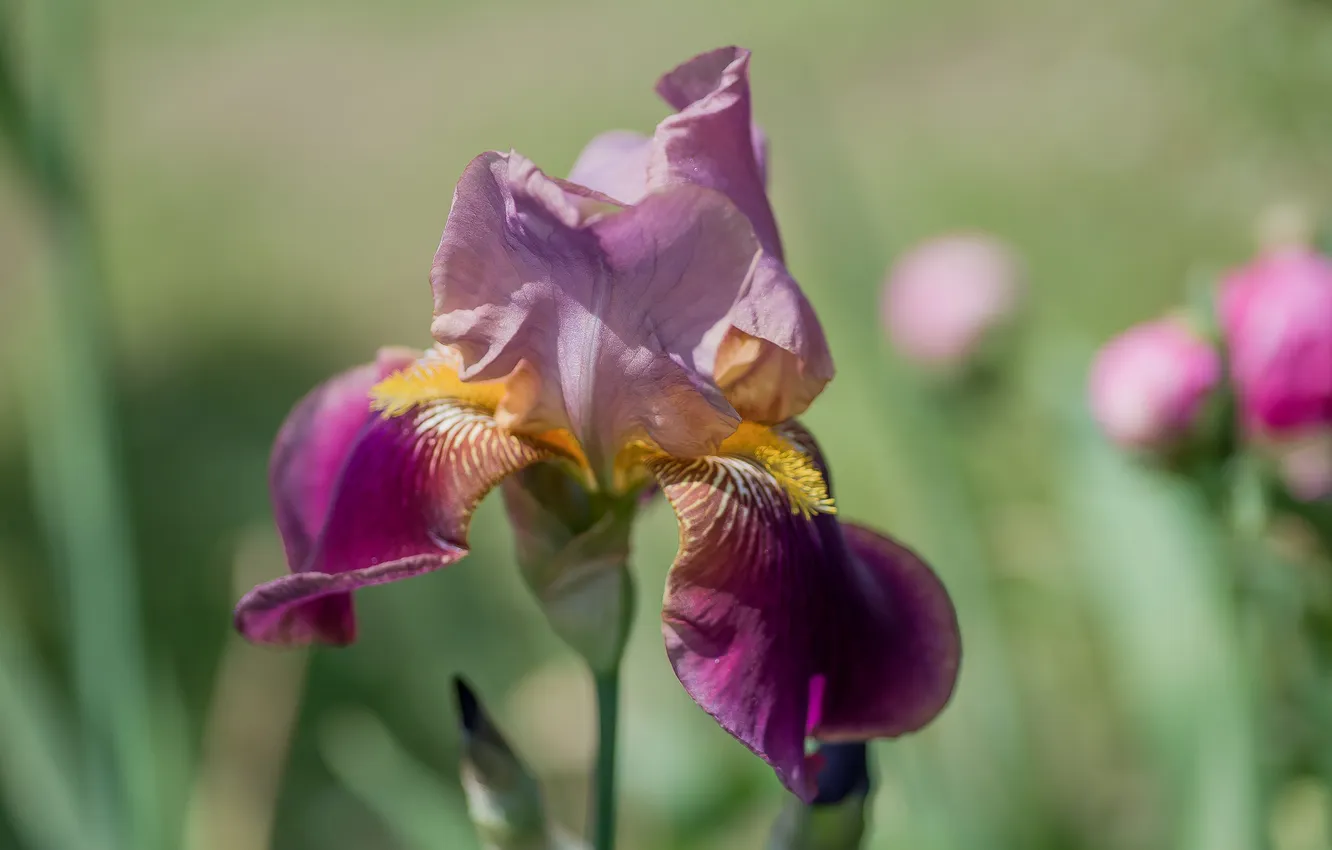 Фото обои лето, цветы, природа, ирис