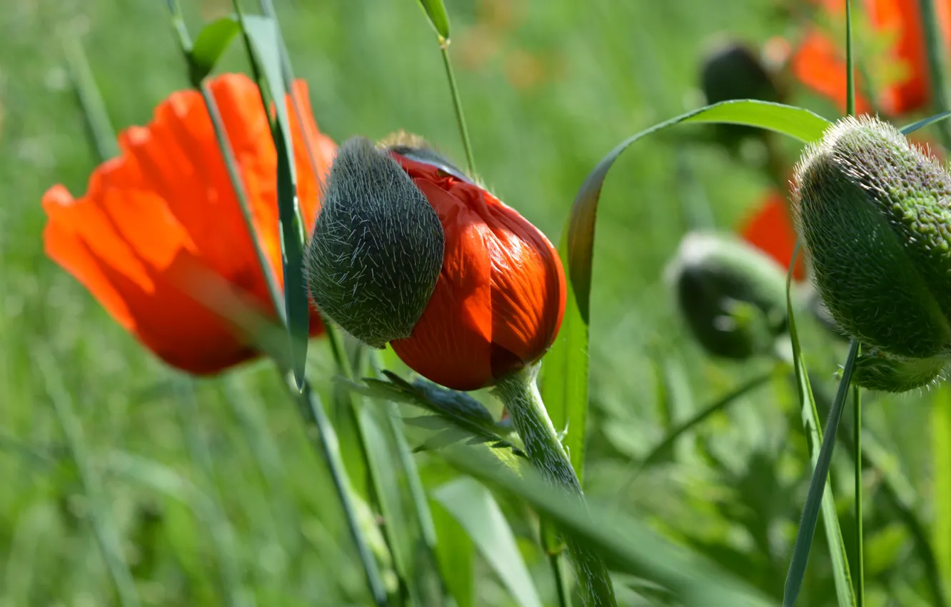 Фото обои лето, макро, цветы, природа, мак, маки, боке