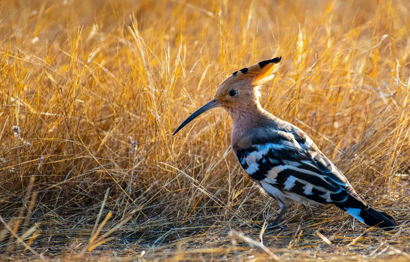 Фото обои трава, птица, grass, bird, удод, hoopoe, upupa epops, Rajukhan Pathan