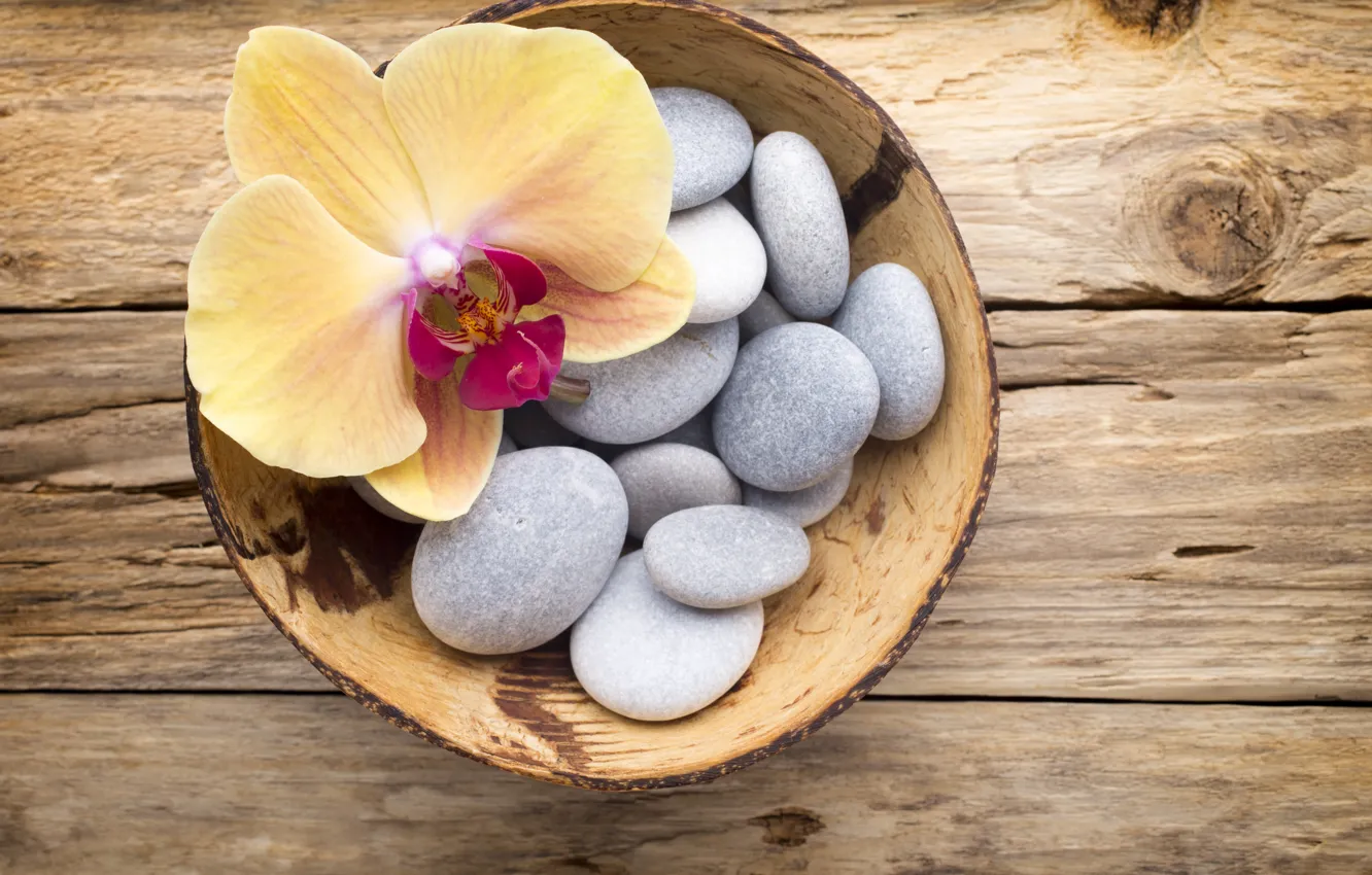 Фото обои камни, flower, yellow, wood, орхидея, orchid