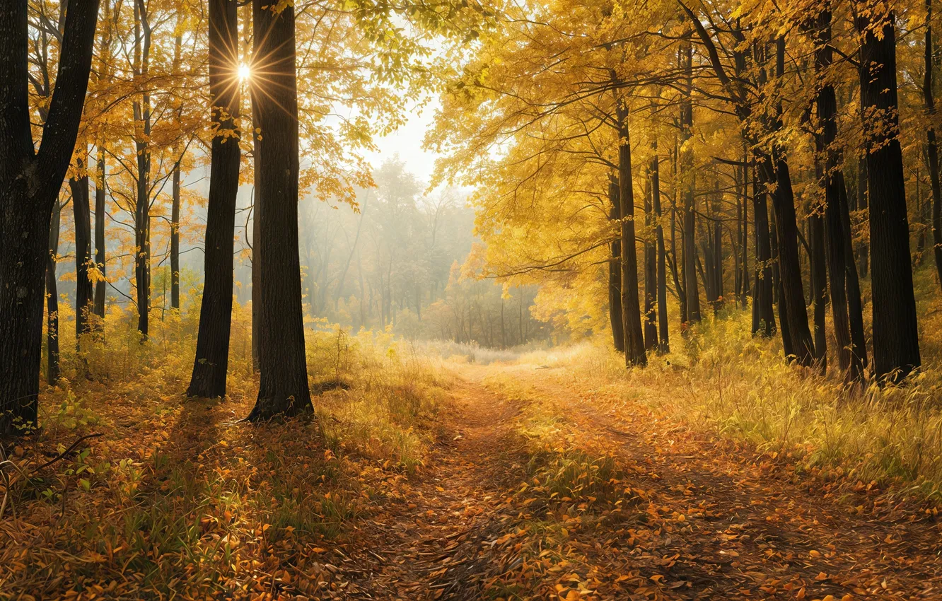 Фото обои forest, autumn, pathway