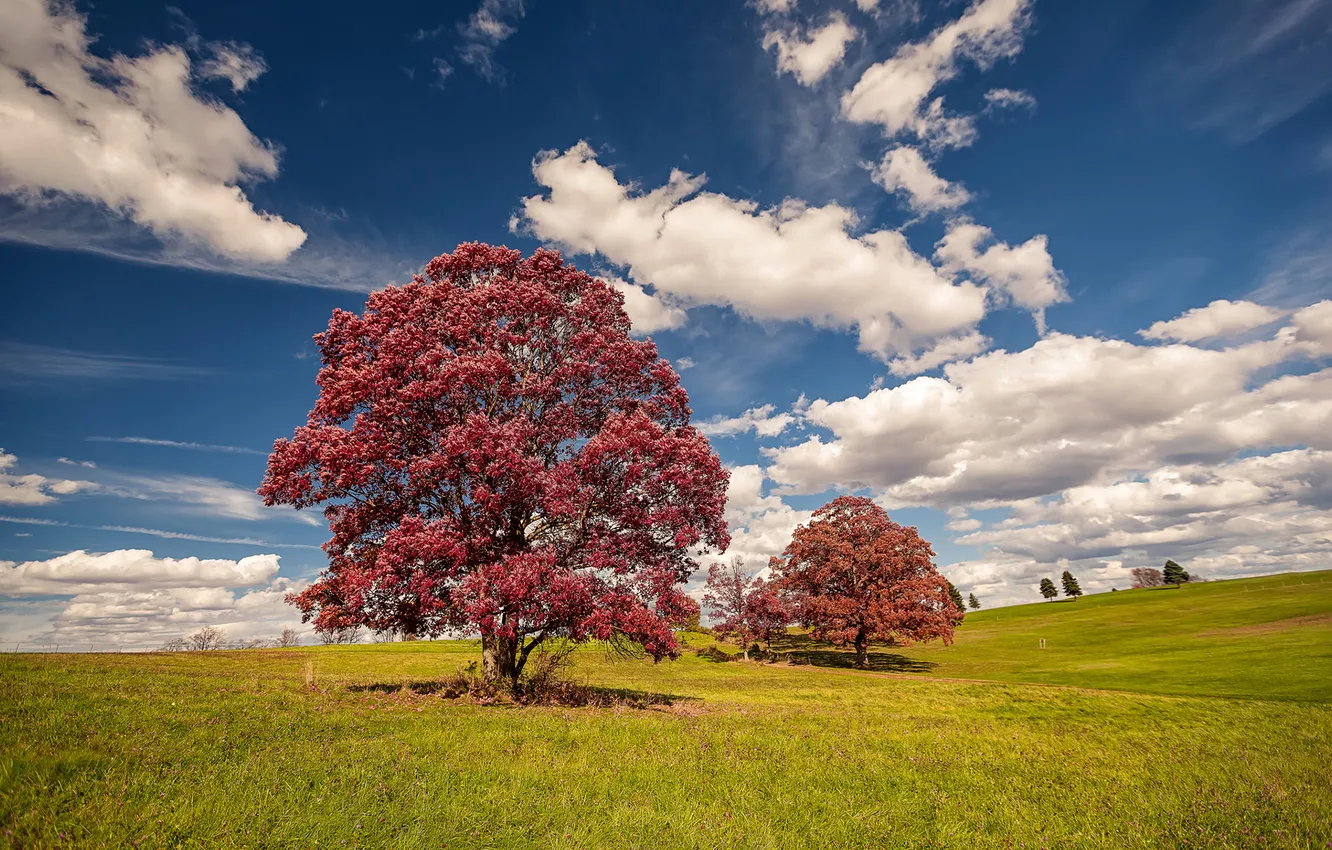 Фото обои grass, sky, cloud, autumn, tree