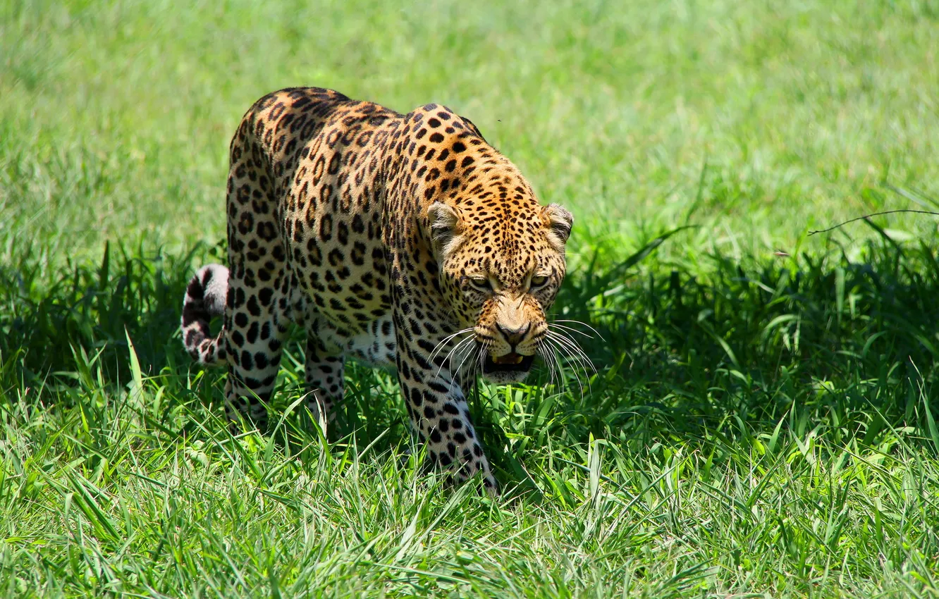 Фото обои хищник, луг, леопард, leopard, пятнистая кошка