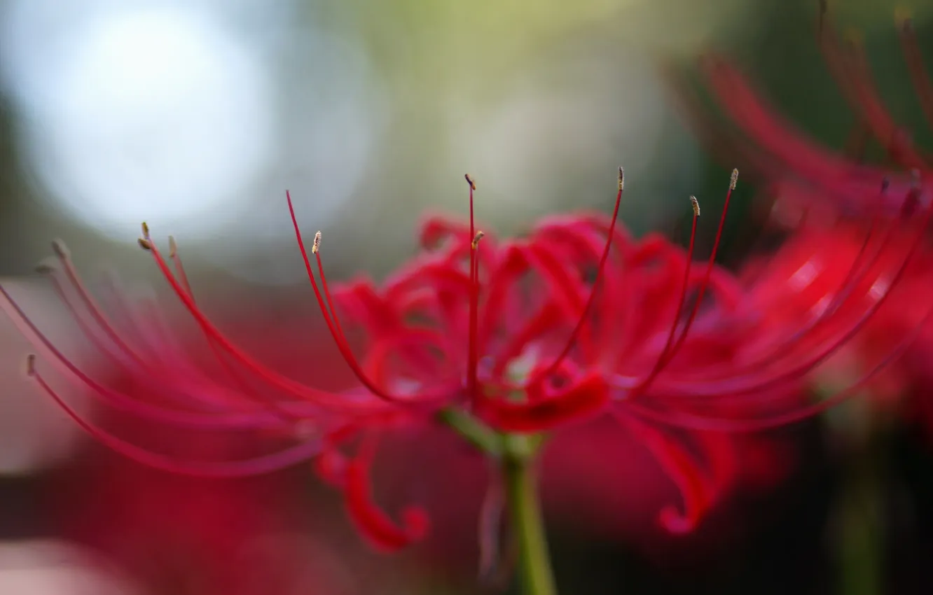 Фото обои цветок, макро, красный, лепестки, radiata, Lycoris