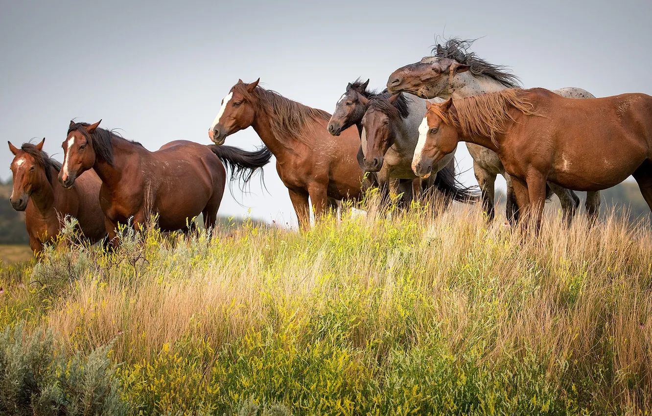 Фото обои поле, трава, дикие лошади