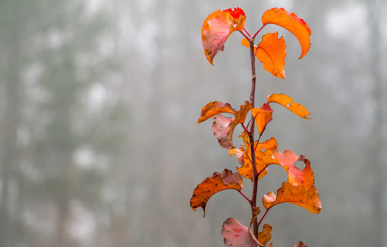 Фото обои осень, листья, туман, растение, ветка
