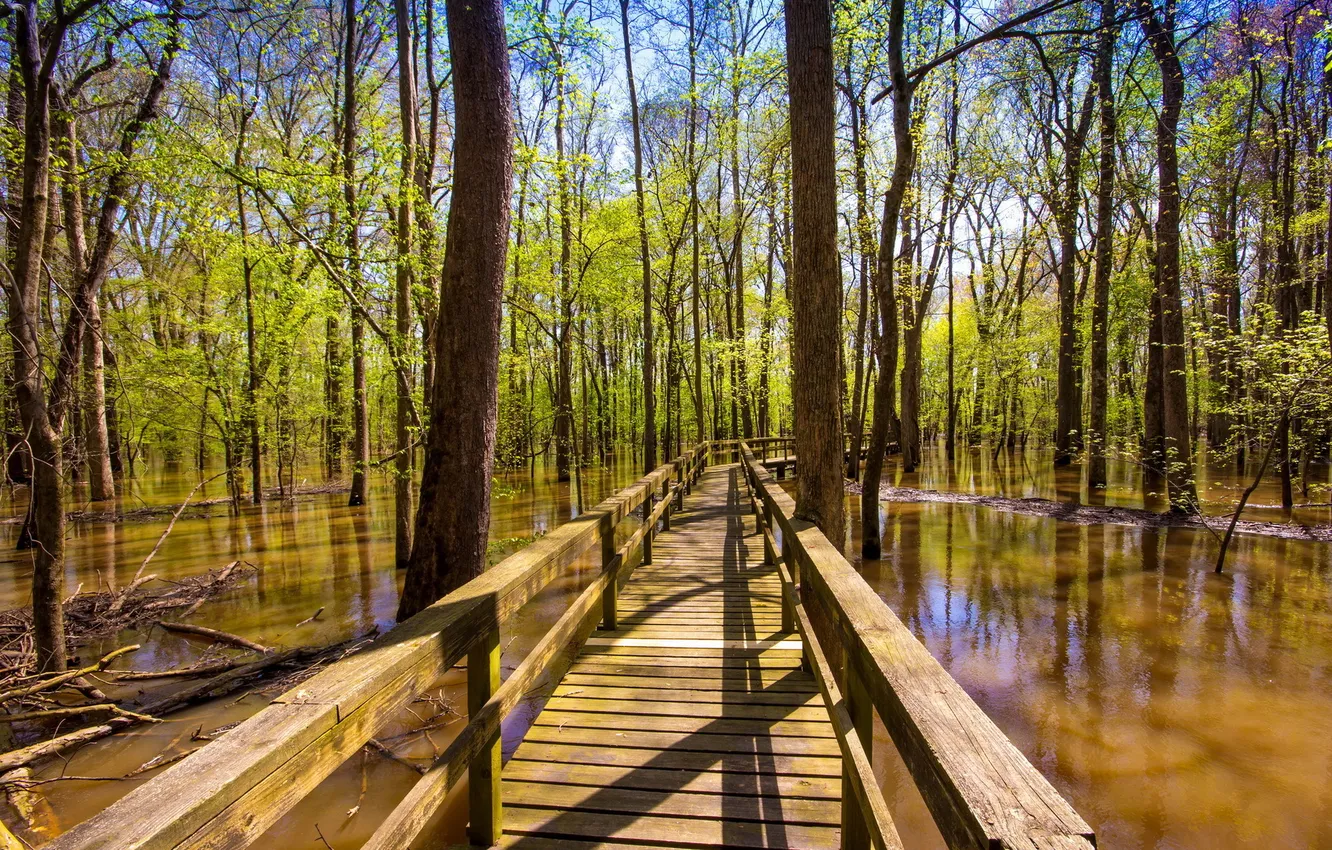 Фото обои лес, вода, пейзаж, мост, United States, Tennessee, Pinson