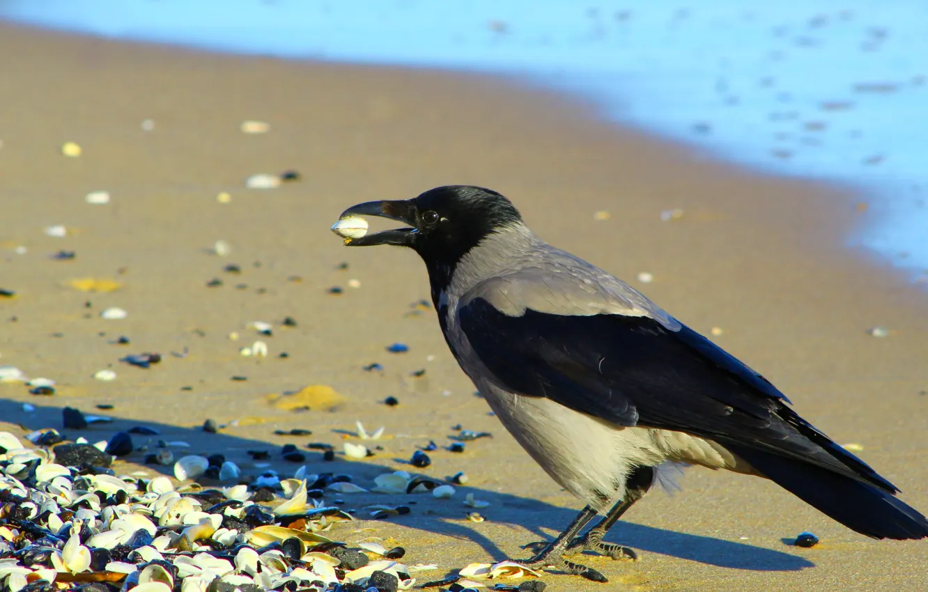 Фото обои beach, bird, row