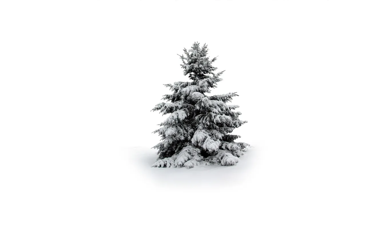 Фото обои зима, снег, елка