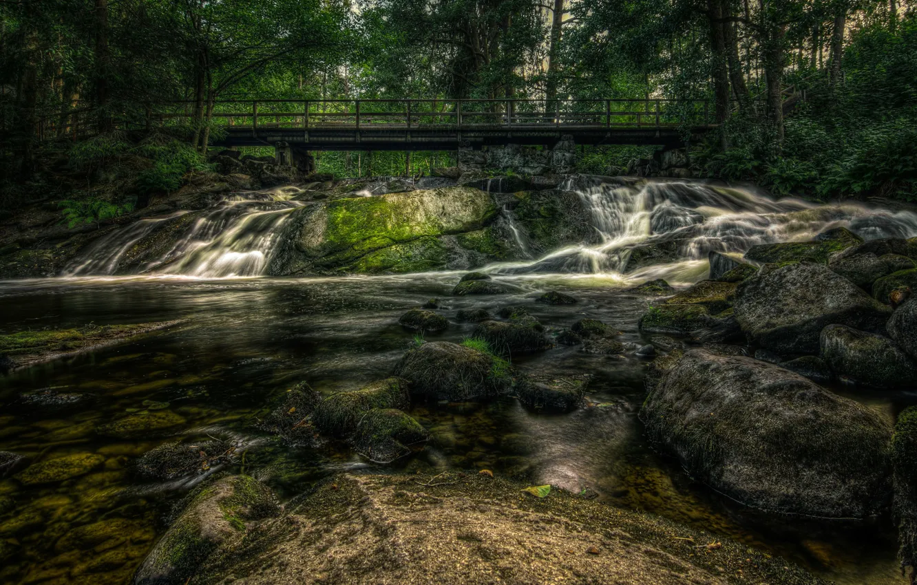 Фото обои лес, мост, река, камни, течение, мох, forest, river