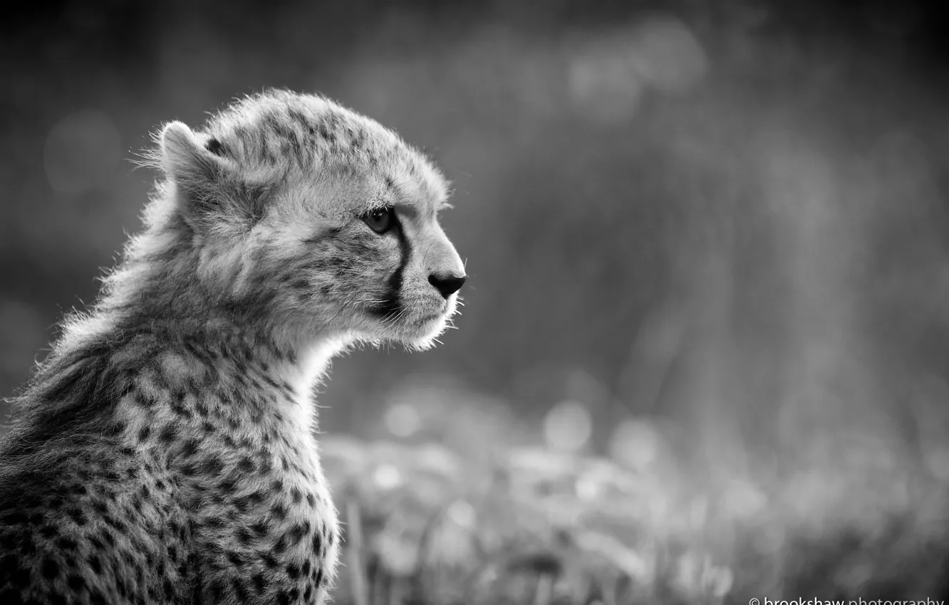 Фото обои морда, хищник, гепард, профиль, черно-белое, дикая кошка, молодой