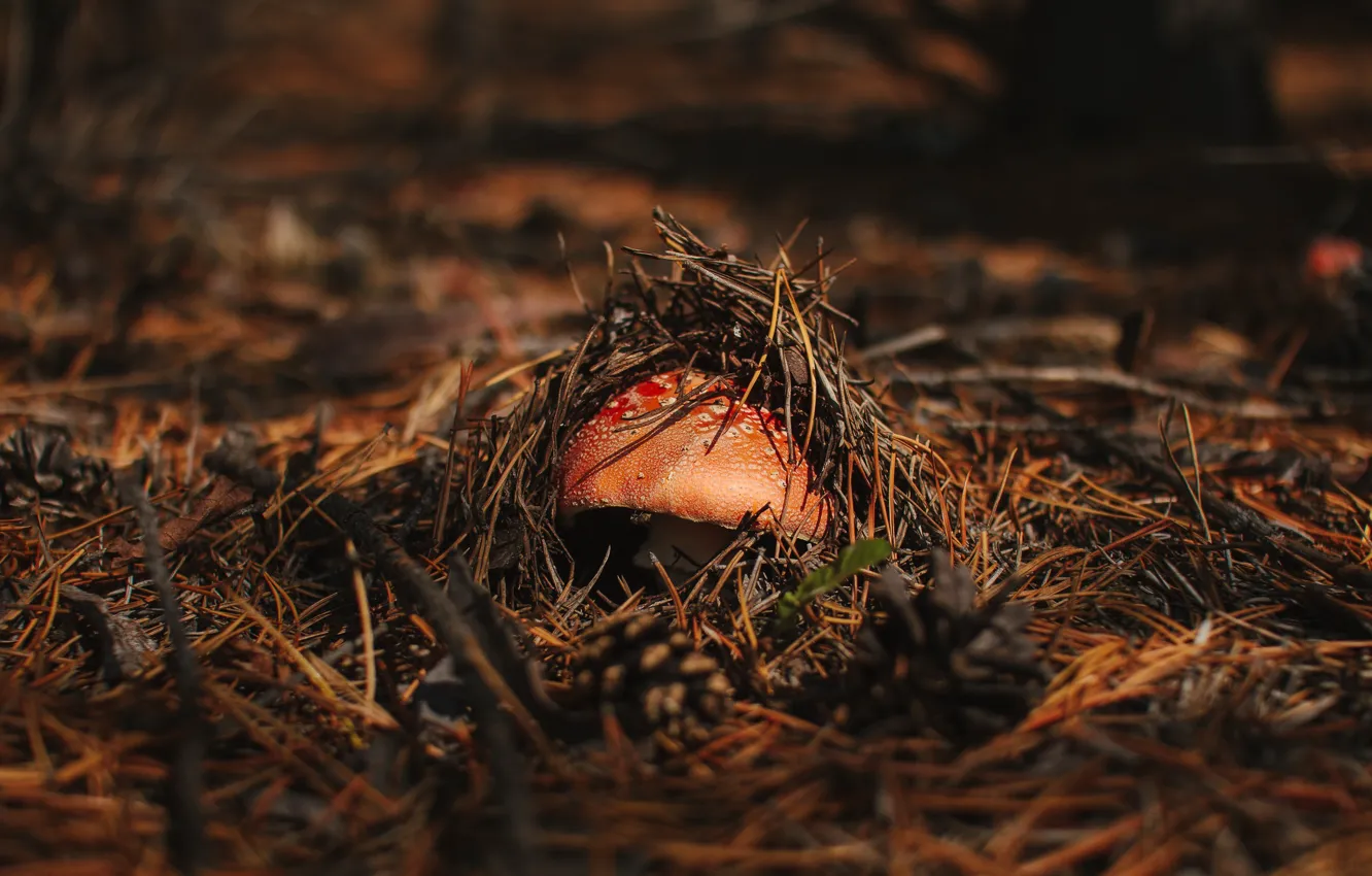 Фото обои осень, лес, природа, гриб, мухомор