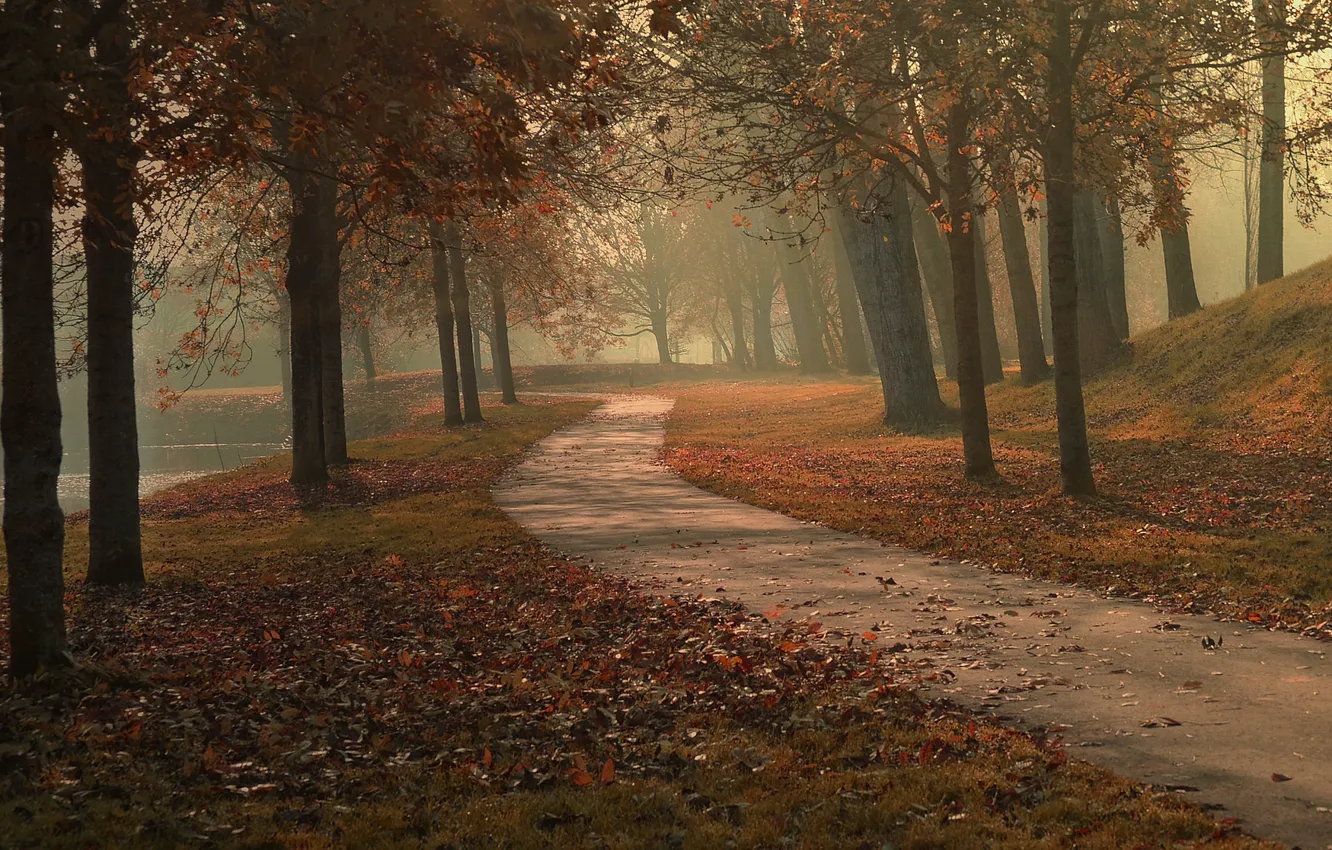 Фото обои осень, листья, деревья, туман, озеро, парк, путь