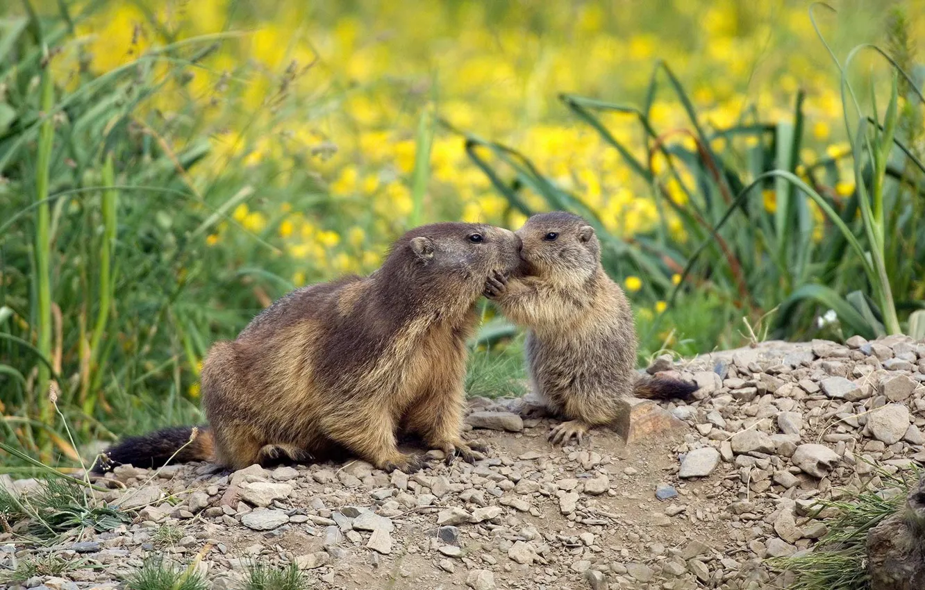 Фото обои семья, сурок, грызун